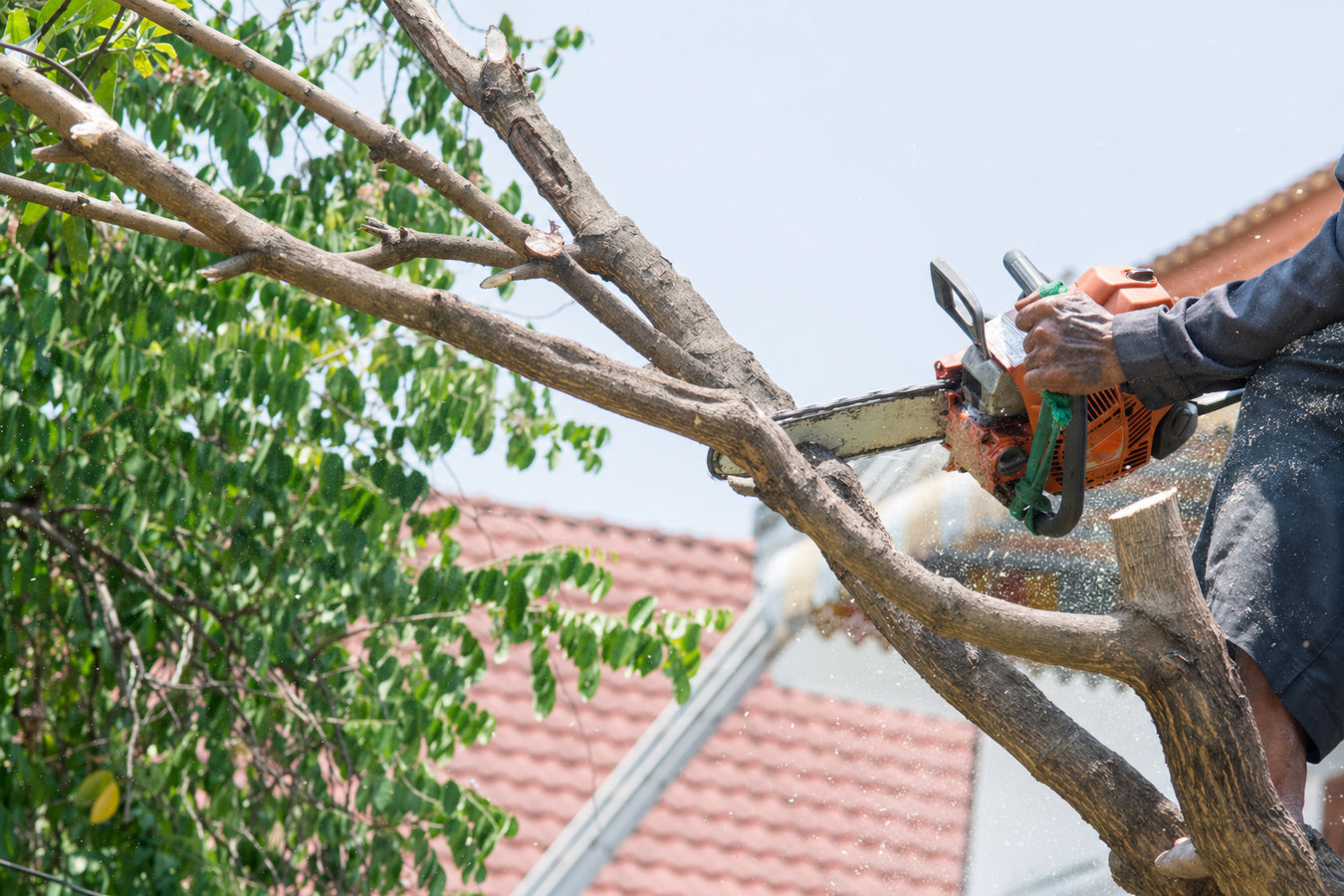 Rapid Poway Tree Services performing tree service in Poway, CA