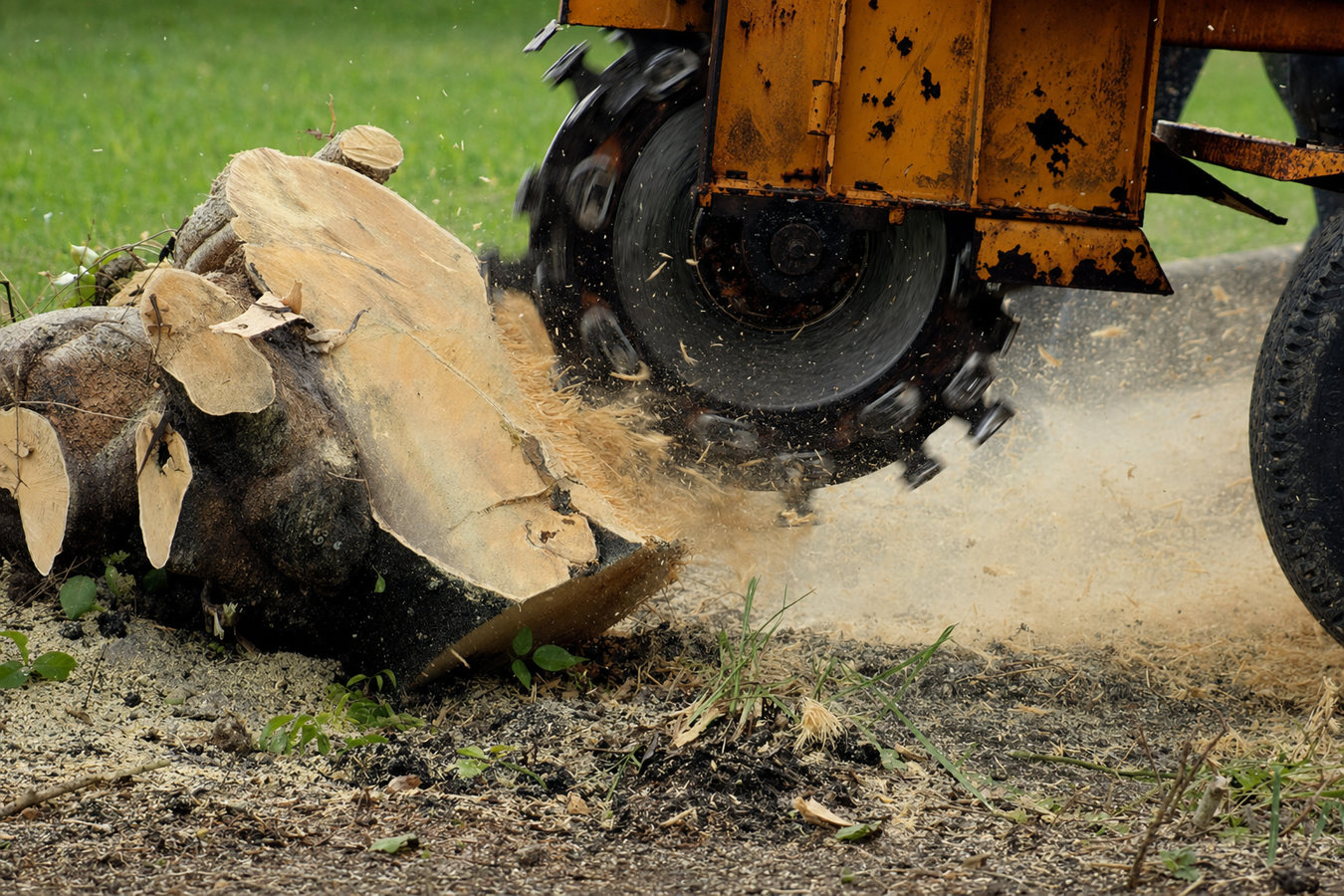 Stump removal in Poway, CA