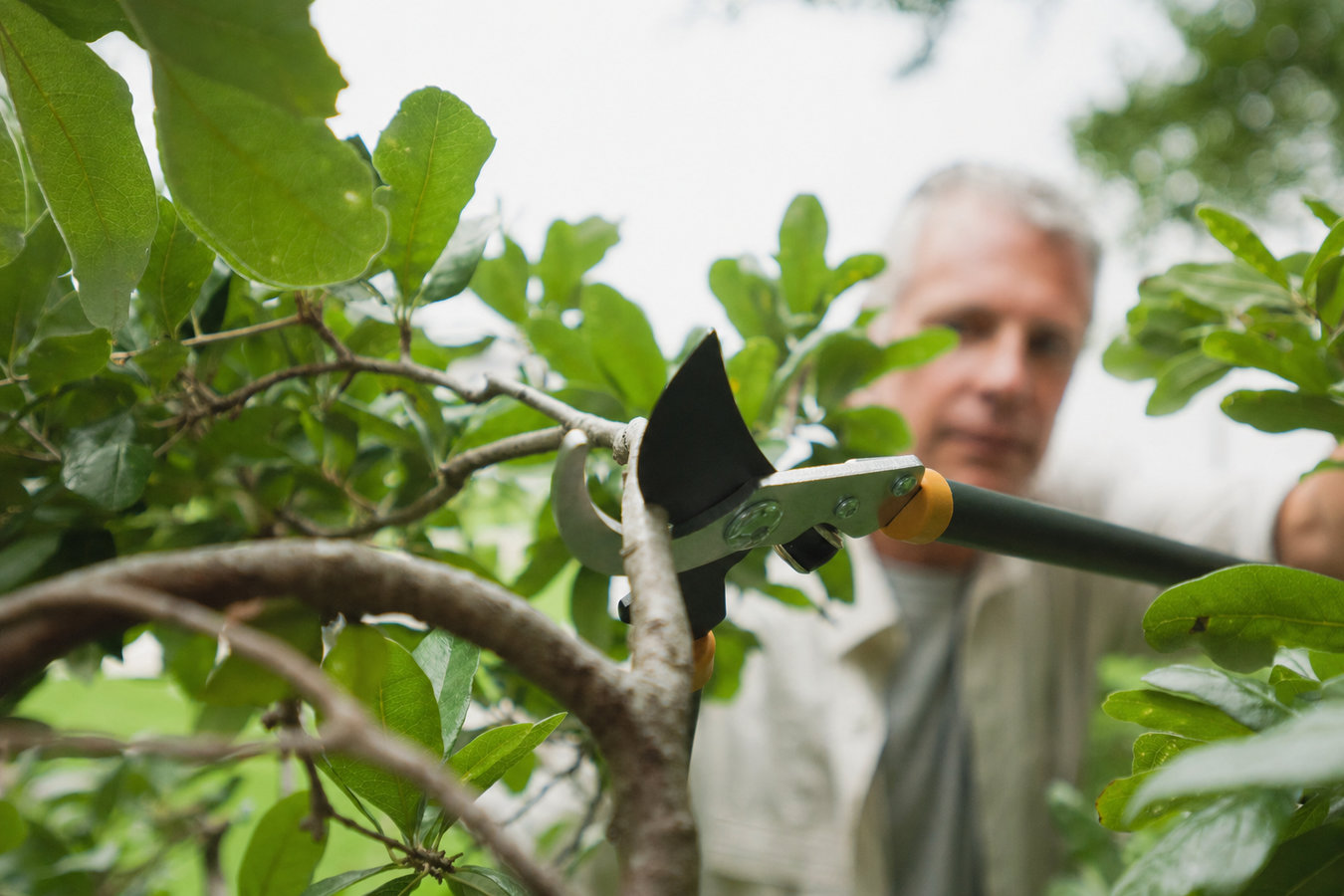 Tree pruning in Poway, CA
